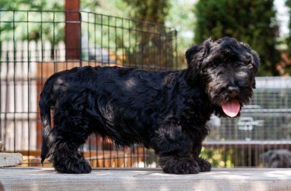 Czech Terrier small