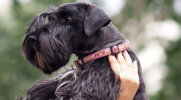Czech Terrier with a pink collar