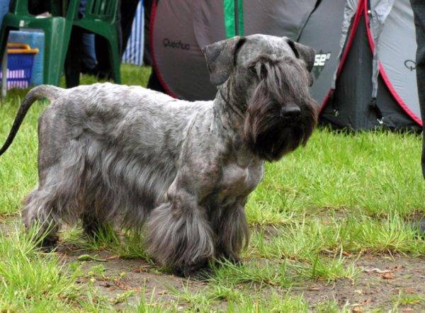 Czech Terrier beautiful dog