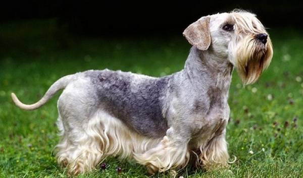 Czech Terrier breed description