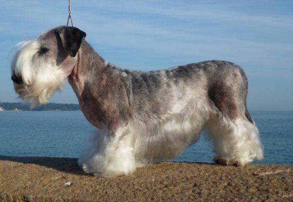 Czech Terrier Gray
