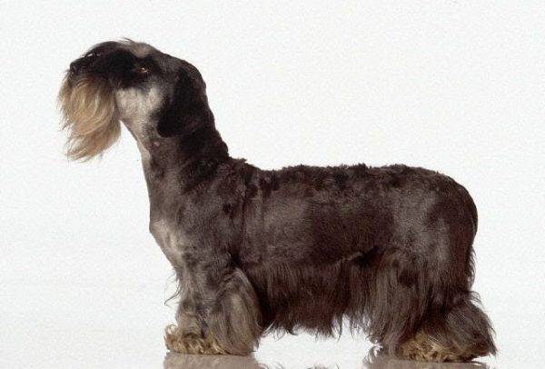 Czech coffee terrier