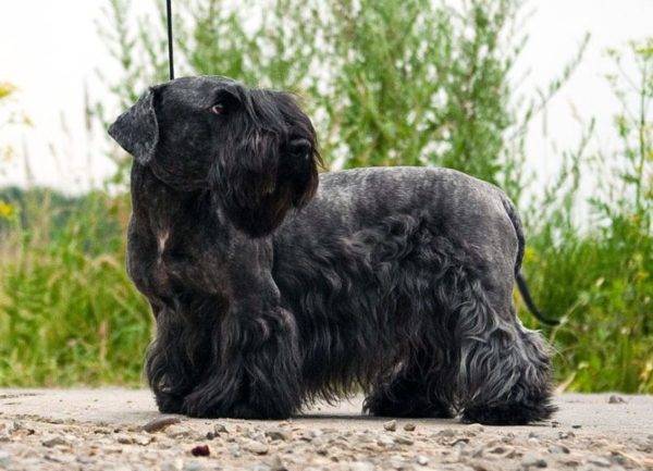 Czech Terrier walks