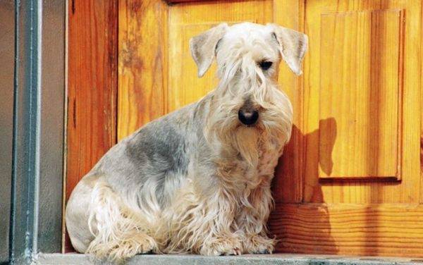 Czech Terrier is sitting