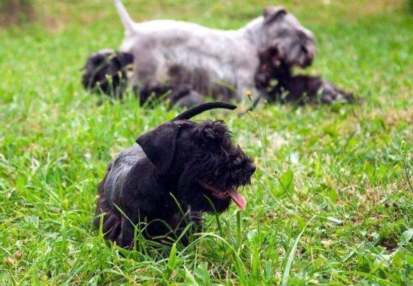 Czech Terrier is playing