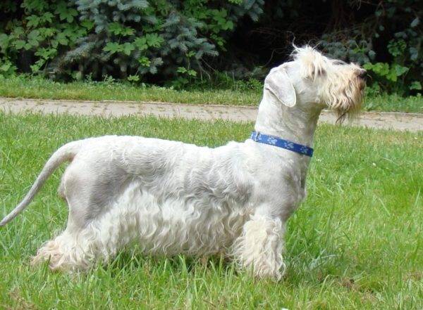 Czech Terrier with a blue collar