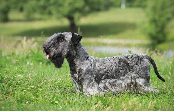 Czech Terrier in the grass