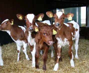 Spotted calves