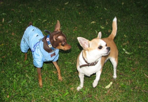Chihuahua or toy terrier read the article