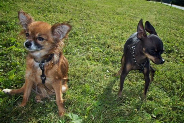 Chihuahua or that terrier. Determine who is right for you