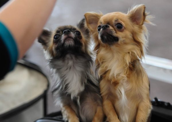 Toy Terrier or Chihuahua