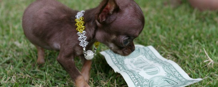 Milli and the dollar bill