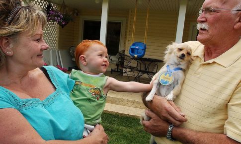 Chihuahua in the arms of his master and her reaction to the child