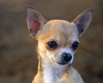 Chihuahua Chihuahua