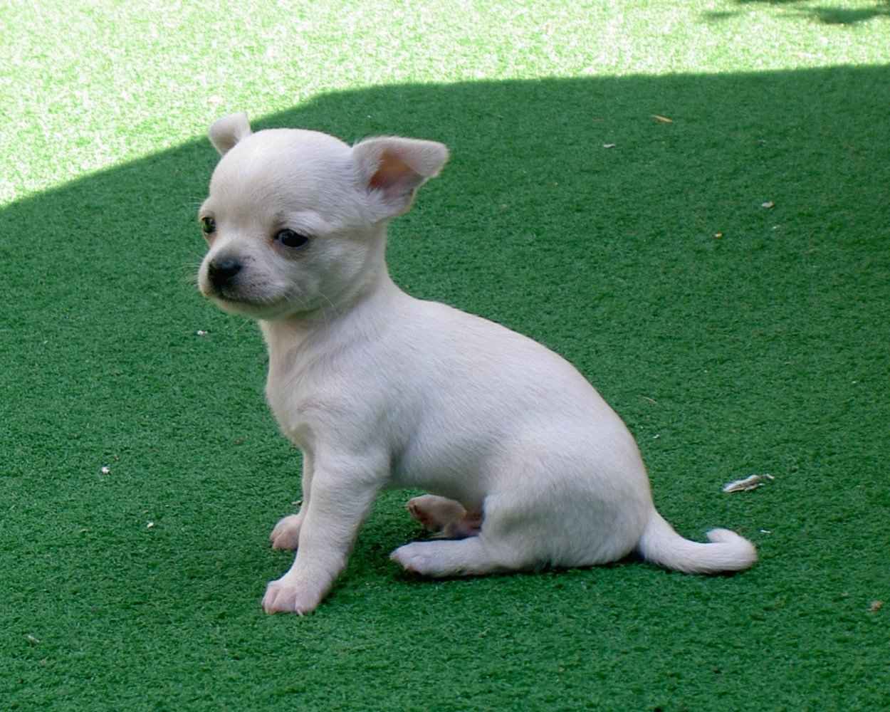 White Chihuahua - photo