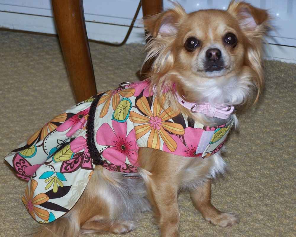 Dressed up Chihuahua