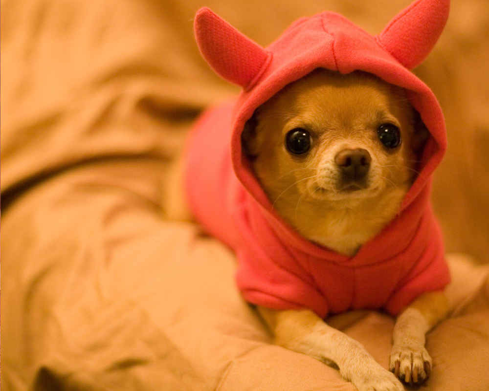 Chihuahua in clothes