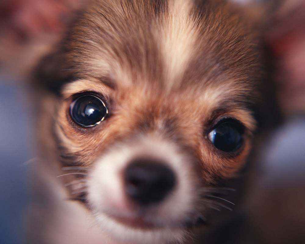 Chihuahua - photo