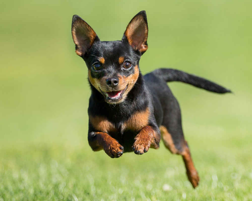 Chihuahua is jumping