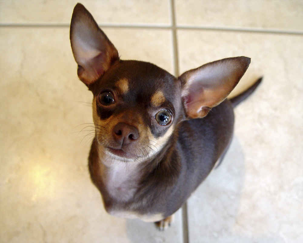 Chihuahua brown