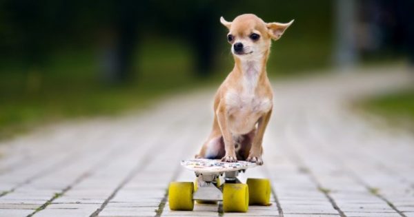 Chihuahua on a skateboard