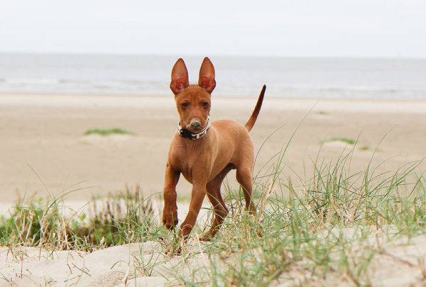 puppy Cirneco del Etna at sea