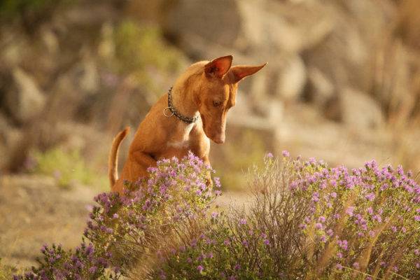 Cirneco del Etna and flowers