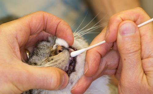 Brushing teeth in cats