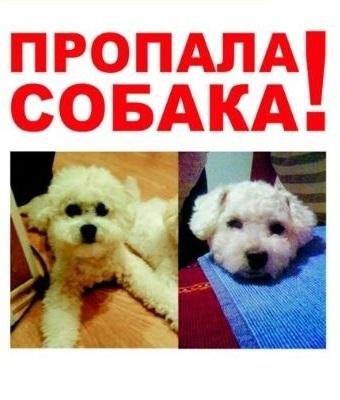 What to do if an animal is missing?