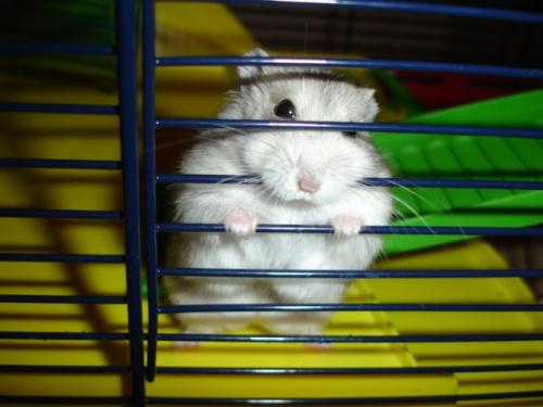 What to do if a hamster escapes