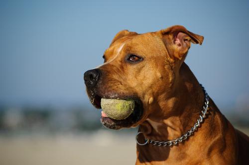 What to do if the dog is suffocating and as if choked