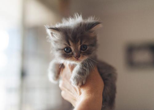 What does a kitten need for 5 weeks?