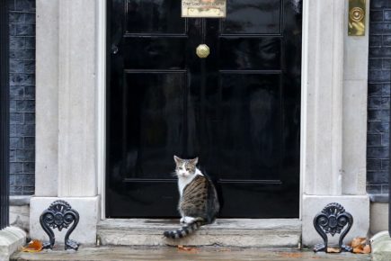 Cat Larry on the doorstep of the residence
