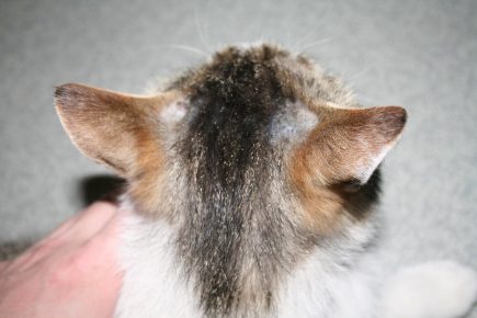 cat baldness