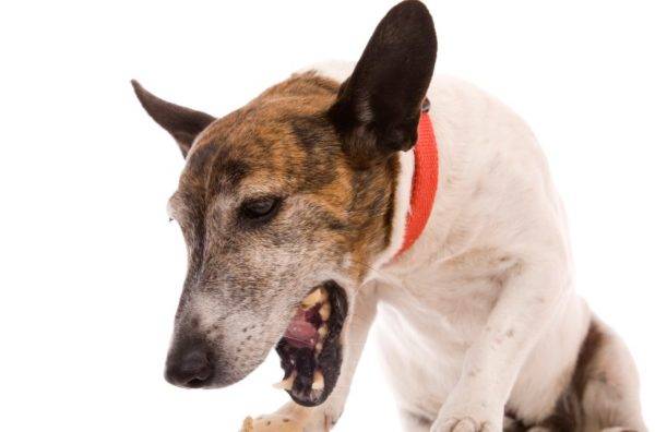 What to do if a dog has a bone stuck