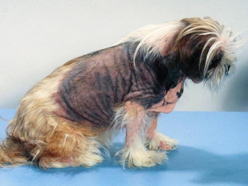 What is Cushing's syndrome in dogs: treatment, diagnostics