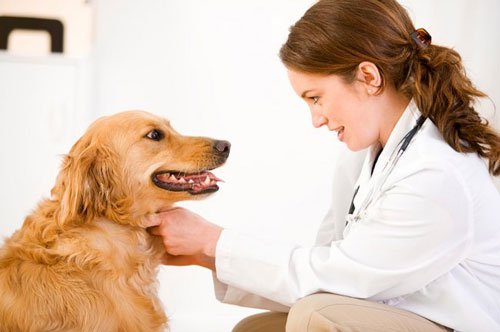 What is Cushing's syndrome in dogs: treatment, diagnostics