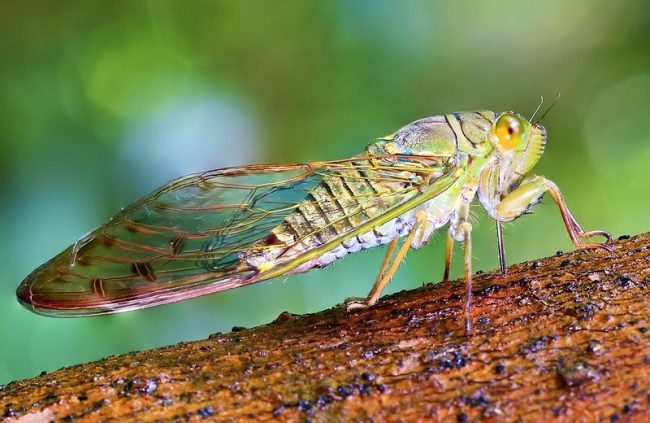 The most famous ordinary cicada is distributed in the subtropical regions of Europe, Russia and Ukraine: the Mediterranean, the Caucasus, Transcaucasia and the southern part of the Crimean peninsula