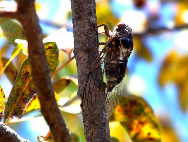 Cicada. Representatives of the cicadas suborder are characterized by the fact that all their species are very similar to each other. Differences are observed in size and color.