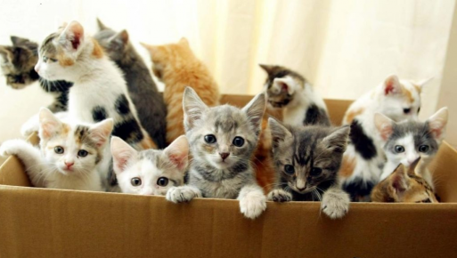 Box with kittens