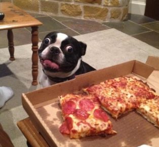 Dog asks for pizza