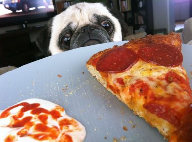 Pug asks for pizza
