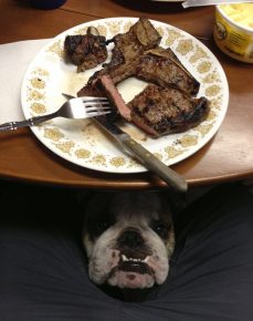 The dog under the table asks for meat