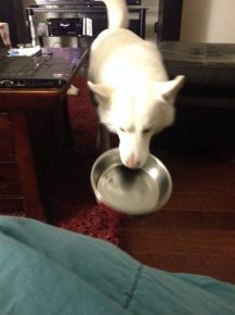 Dog with an empty bowl