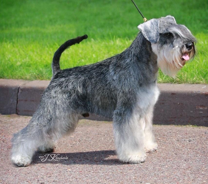 Miniature Schnauzer - coat colors with photo and briefly about breed