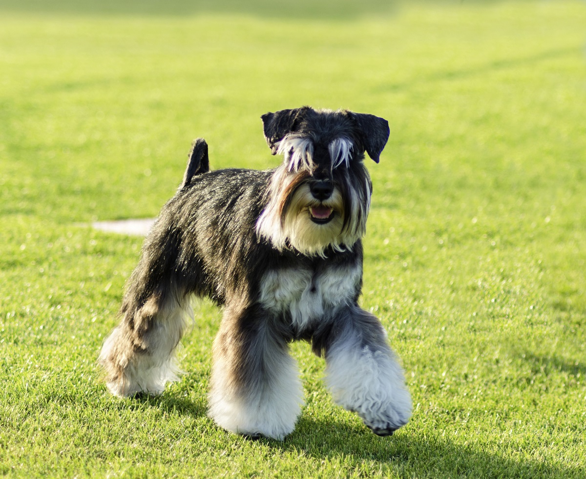 Miniature Schnauzer - coat colors with photo and briefly about breed