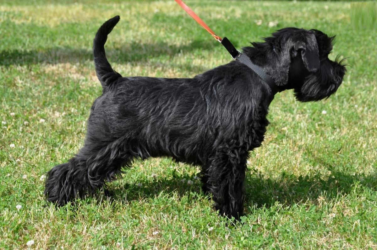Miniature Schnauzer - coat colors with photo and briefly about breed