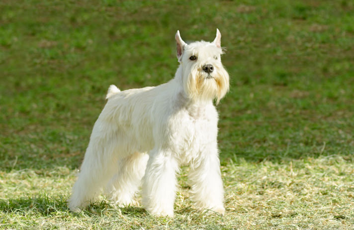 Miniature Schnauzer - coat colors with photo and briefly about breed