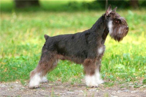 Miniature Schnauzer - coat colors with photo and briefly about breed
