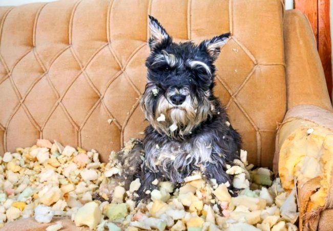 Do not leave the schnauzer for long. It can be dangerous for your furniture.